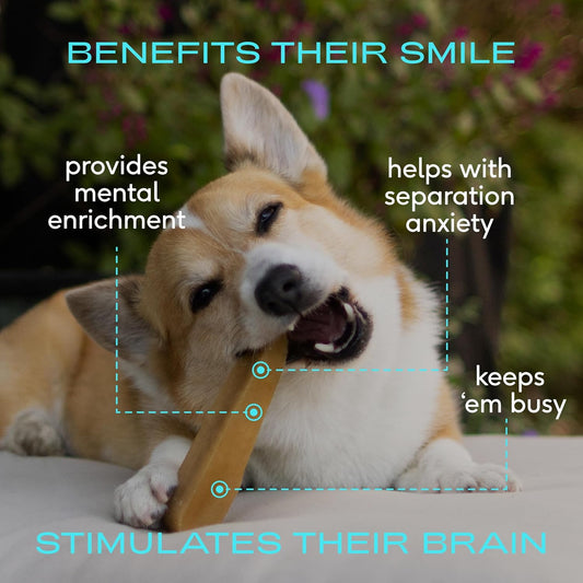 Native Pet Yak Cheese Himalayan Dog Chews - Long Lasting Dental Sticks for Medium Breeds – 100% All Natural Himalayan Yak Chews for Medium Dogs – Cheese Bone for Aggressive Chewers - 3 Per Pack - USA IMPORT -